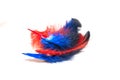 Red and blue fluffy feather on a white background. copy space Royalty Free Stock Photo