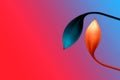 Red and blue gradient with orange and blue flower and empty sapce design