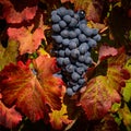 Red blue grapes in autumn at harwest time, red leafs Royalty Free Stock Photo