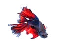 Red and blue half moon butterfly siamese fighting fish, betta f Royalty Free Stock Photo