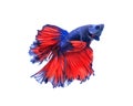 Red and blue half moon butterfly siamese fighting fish, betta f