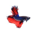 Red and blue half moon butterfly siamese fighting fish, betta fi Royalty Free Stock Photo