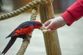 Red-and-blue lory, Eos histrio, a small, colored parrot with bright orange, short beak, red head. Feeding parrots. Communication Royalty Free Stock Photo