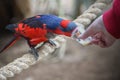 Red-and-blue lory, Eos histrio, a small, colored parrot with bright orange, short beak, red head. Feeding parrots. Communication Royalty Free Stock Photo