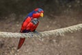 Red-and-blue lory, Eos histrio, a small, colored parrot with bright orange, short beak, red head and violet nape of the neck Royalty Free Stock Photo