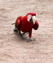 Red-and-blue macaw Ara chloroptera easy goes on sandy soil