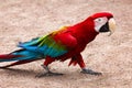 Red-and-blue macaw Ara chloroptera easy goes on sandy soil