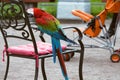 Red-and-blue macaw Ara chloroptera feels well at home Royalty Free Stock Photo