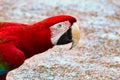 Ara ismeter length and colorful parrot has strongest beak in world Royalty Free Stock Photo