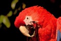 Red Blue Macaw Close Up Royalty Free Stock Photo