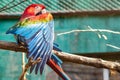 A red-and-blue macaw parrot on a branch at the zoo has closed its wing. Royalty Free Stock Photo