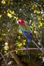 Red blue macaw parrot. Colorful cockatoo parrot sitting on a tree branch. Tropical bird park. Nature and environment concept.