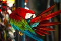 Red blue macaw parrot. Colorful cockatoo parrot sitting on wooden stick, cleaning its wings. Tropical bird park. Nature and