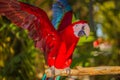 Red blue macaw parrot. Colorful cockatoo parrot sitting on wooden stick, spreading its wings. Tropical bird park. Nature and Royalty Free Stock Photo
