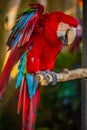 Red blue macaw parrot. Colorful cockatoo parrot sitting on wooden stick, spreading its wings. Tropical bird park. Nature and Royalty Free Stock Photo