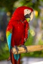 Red blue macaw parrot. Colorful cockatoo parrot sitting on wooden stick. Tropical bird park. Nature and environment concept. Royalty Free Stock Photo
