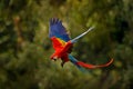 Red blue macaw parrot flying in dark green vegetation with beautiful back light and rain. Scarlet Macaw, Ara macao, in tropical Royalty Free Stock Photo