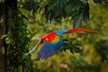 Red blue macaw parrot flying in dark green vegetation with beautiful back light and rain. Scarlet Macaw, Ara macao, in tropical Royalty Free Stock Photo