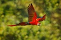 Red blue macaw parrot flying in dark green vegetation with beautiful back light and rain. Scarlet Macaw, Ara macao, in tropical Royalty Free Stock Photo