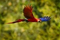 Red blue macaw parrot flying in dark green vegetation with beautiful back light and rain. Scarlet Macaw, Ara macao, in tropical Royalty Free Stock Photo