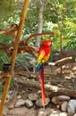 Red blue Macaw Royalty Free Stock Photo