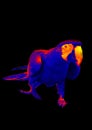 Red-and-blue macaw thermal imager