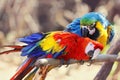 Red and blue maccaw Royalty Free Stock Photo