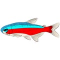 red blue neon cardinal tetra, paracheirodon axelrodi freshwater fish family characidae aquarium tropical graphic illustrations Royalty Free Stock Photo