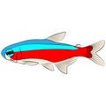 red blue neon cardinal tetra, paracheirodon axelrodi freshwater fish family characidae aquarium tropical graphic illustrations Royalty Free Stock Photo