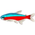 red blue neon cardinal tetra, paracheirodon axelrodi freshwater fish family characidae aquarium tropical graphic illustrations Royalty Free Stock Photo