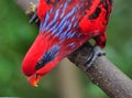 Red and Blue Parrot Royalty Free Stock Photo