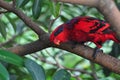 Red and Blue Parrot Royalty Free Stock Photo