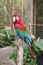 Red and blue parrot