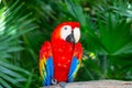 Red-blue parrot Ara, Macaw. Exotic coloured bird parrot sitting on a tree, close-up face Royalty Free Stock Photo