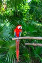 Red-blue parrot Ara, Macaw. Exotic coloured bird parrot sitting on a tree, close-up face Royalty Free Stock Photo