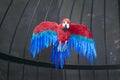 Red blue parrot bird close shot in birdcage Royalty Free Stock Photo