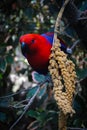 Red-blue parrot Royalty Free Stock Photo