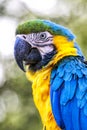 Yellow blue parrot in mexican Royalty Free Stock Photo