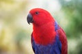 Red and blue parrot - Parakeet in a natural environment. Close-up of the bird in the wild Royalty Free Stock Photo