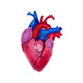 Red blue purple heart realistic watercolor painting. Photorealistic isolated illustration. Romantic, love, cute, gift