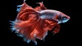 A red and blue siam fish on a black background, AI