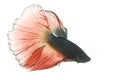 Red and Blue Siamese fighting fish