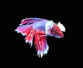 Red and blue siamese fighting fish, betta fish isolated on black Royalty Free Stock Photo