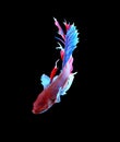 Red and blue siamese fighting fish, betta fish isolated on black Royalty Free Stock Photo