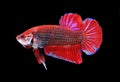 Red and blue siamese fighting fish, betta fish isolated on black Royalty Free Stock Photo