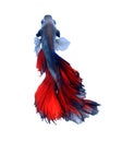 Red and blue siamese fighting fish, betta fish isolated on black background. Royalty Free Stock Photo