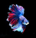 Red and blue siamese fighting fish, betta fish isolated on black