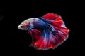 Red and blue siamese fighting fish, betta fish isolated on Black background.Crowntail Betta in Thailand . Royalty Free Stock Photo