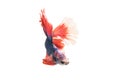 Red-Blue Siamese fighting fish, betta fish isolated on white background.