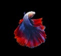 Red and blue siamese fighting fish, betta fish isolated on Black Royalty Free Stock Photo